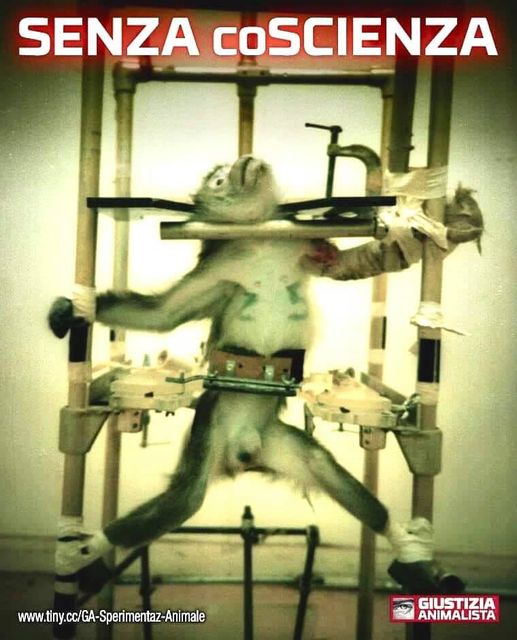 Macachi, animalisti e pseudogiornalismo