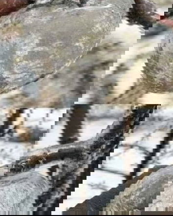 Le mele fantasma e Luca Zaia