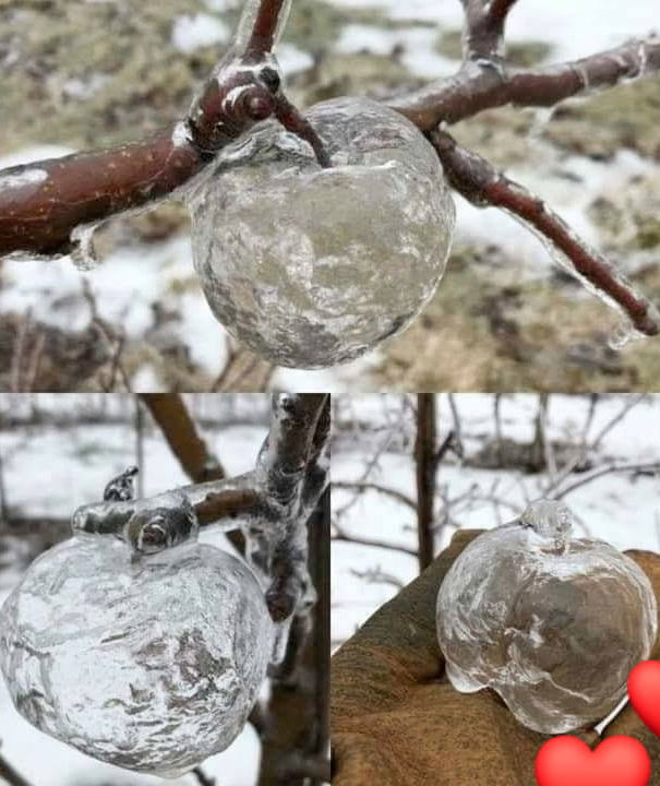 Le mele fantasma e Luca Zaia article-post