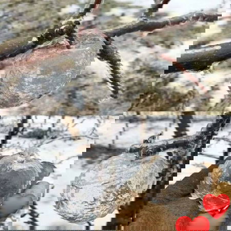 Le mele fantasma e Luca Zaia article-post