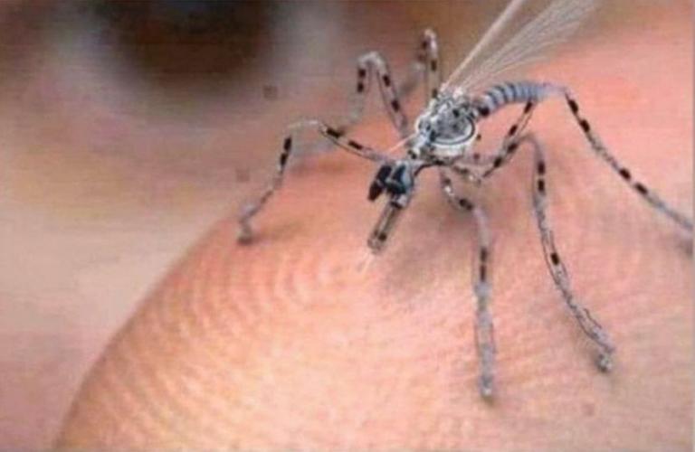 Quante Volte Può Pungere Una Zanzara