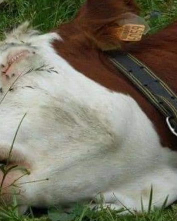 La mucca morta di crepacuore