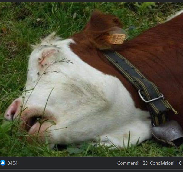 La mucca morta di crepacuore article-post
