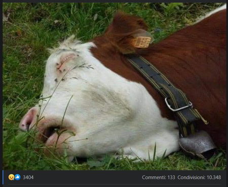 La mucca morta di crepacuore article-post