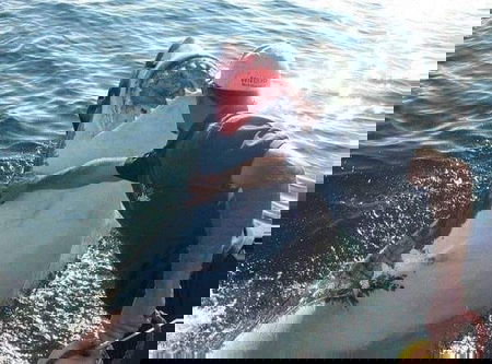 Arnold Pointer e il suo amico squalo article-post