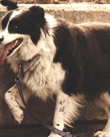 La ciotola d’acqua per il cane