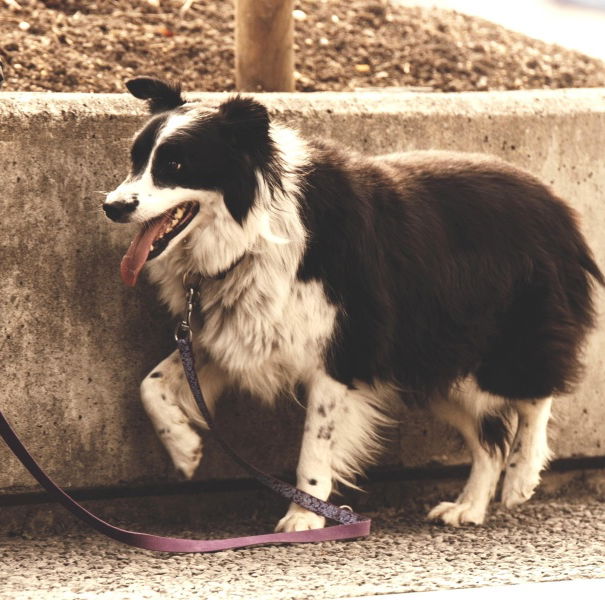 La ciotola d’acqua per il cane article-post