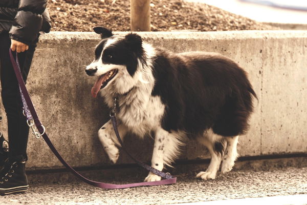 La ciotola d’acqua per il cane