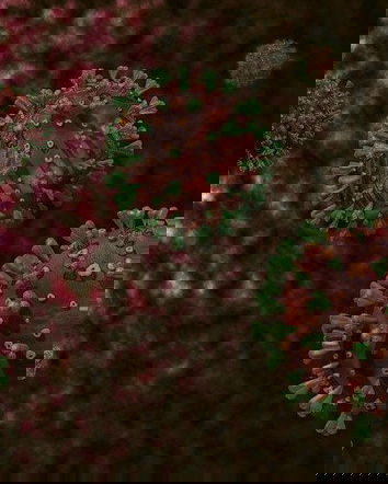 La disinformazione seriale sui vaccini