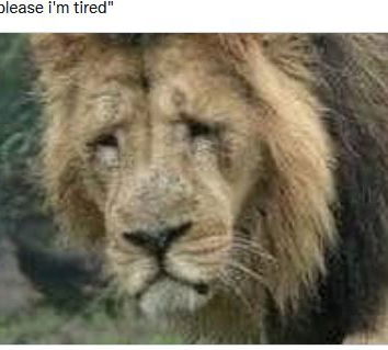 Le leonesse in calore