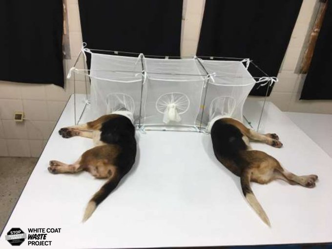 Fauci e i beagle article-post