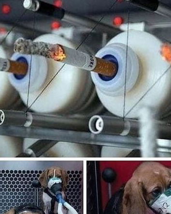 I cani e le sigarette