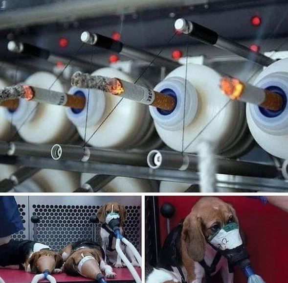 I cani e le sigarette