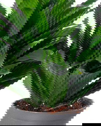 Piante contro i campi elettromagnetici?