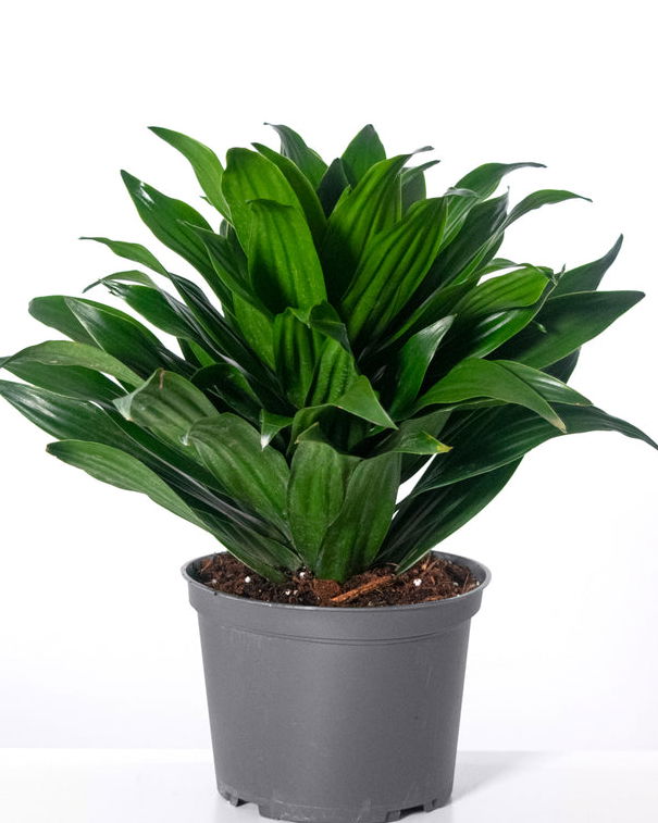 Piante contro i campi elettromagnetici? article-post