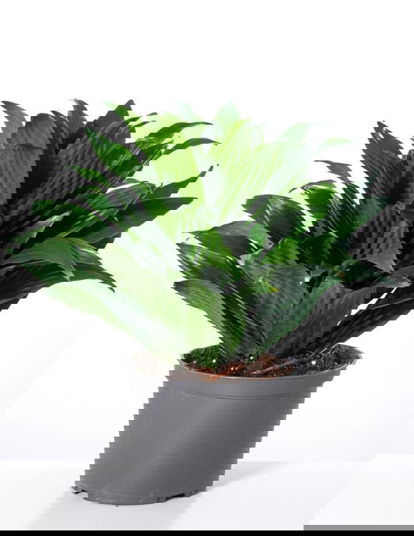 Piante contro i campi elettromagnetici?