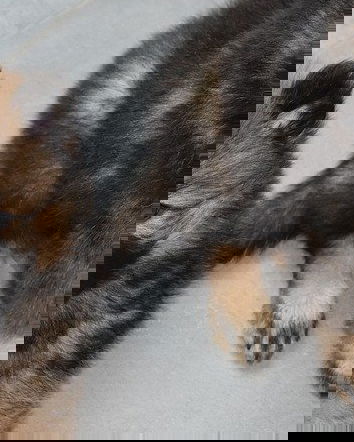 Antiparassitario per cani uccide i cani?