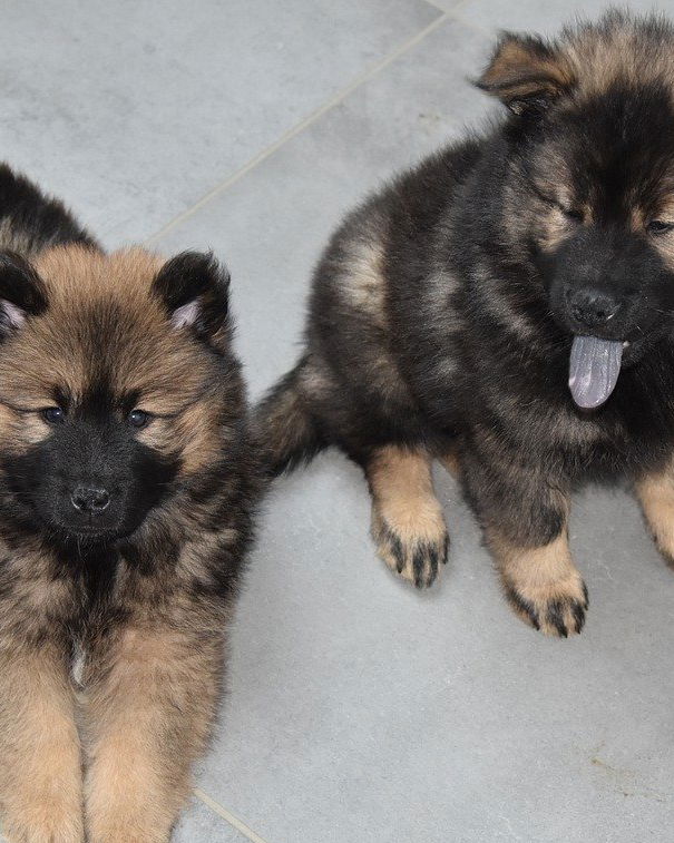 Antiparassitario per cani uccide i cani? article-post