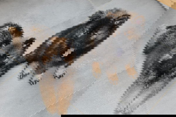 Antiparassitario per cani uccide i cani?