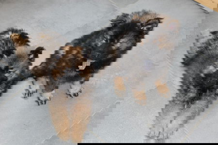 Antiparassitario per cani uccide i cani? article-post