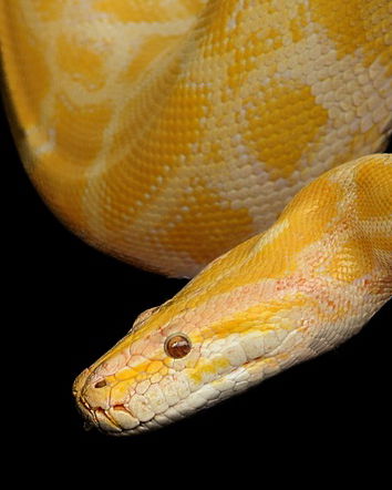 Il dottor Bryan Ardis e il veleno dei serpenti