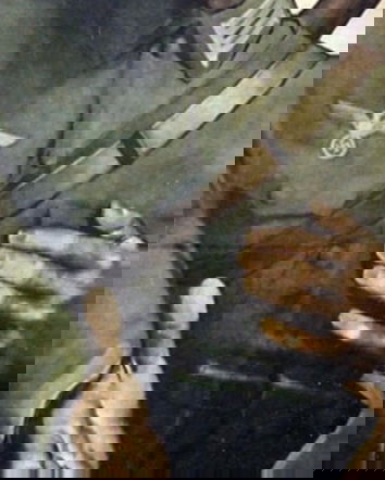 Seconda guerra mondiale: tedeschi corretti e americani stupratori