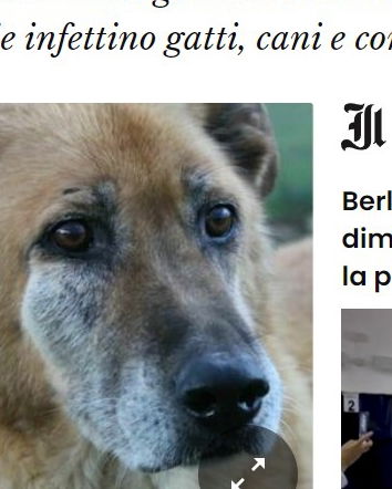 I cani e il vaiolo delle scimmie…