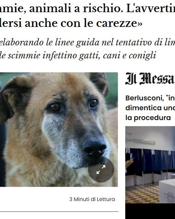 I cani e il vaiolo delle scimmie… article-post