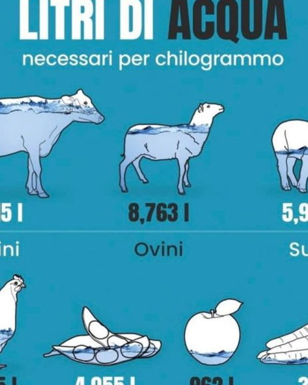 15mila litri d’acqua per produrre un chilo di carne article-post