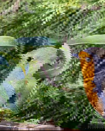 La moria di uccelli in Spagna causa siccità