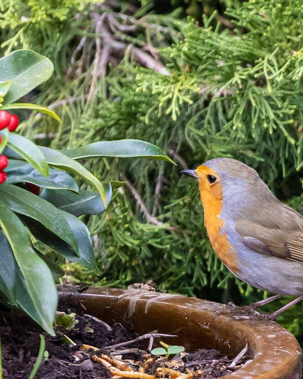 La moria di uccelli in Spagna causa siccità article-post
