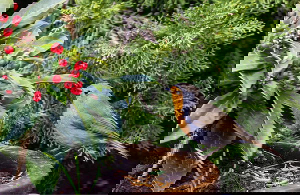 La moria di uccelli in Spagna causa siccità