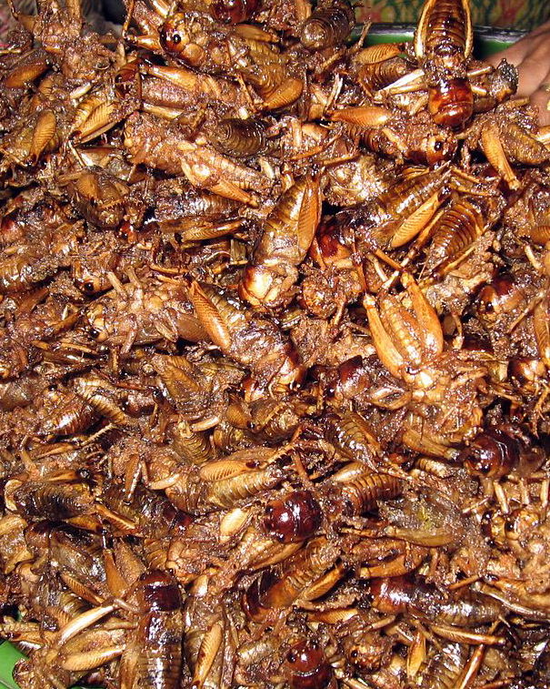 No, la farina proteica non è fatta con gli insetti article-post