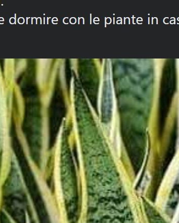 La pianta che purifica l’aria…