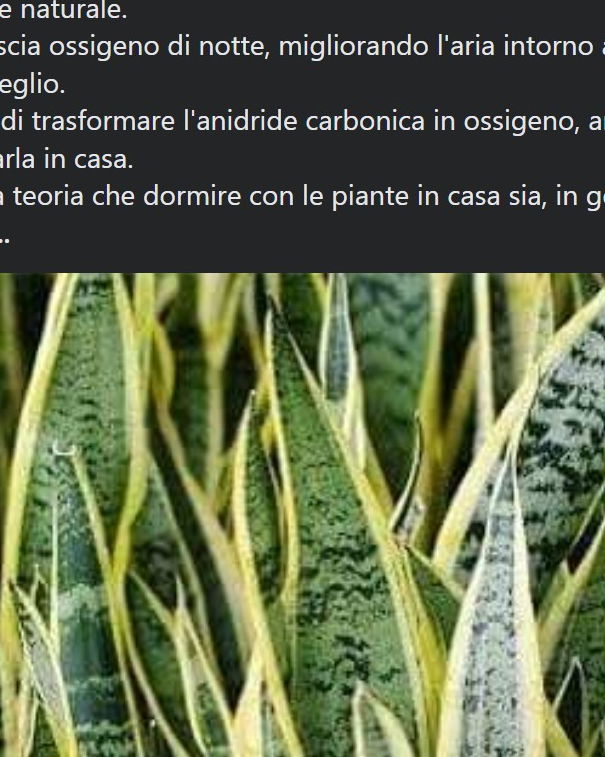 La pianta che purifica l’aria… article-post