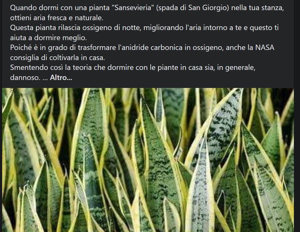 La pianta che purifica l’aria…