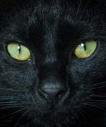 Il magico mondo dei gatti neri