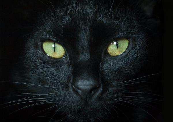 Il magico mondo dei gatti neri article-post