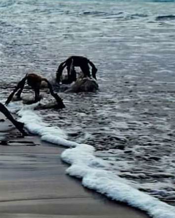 Ragni marini e clickbait