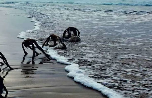 Ragni marini e clickbait