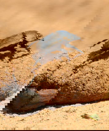 Fenomenologia delle shitstorm