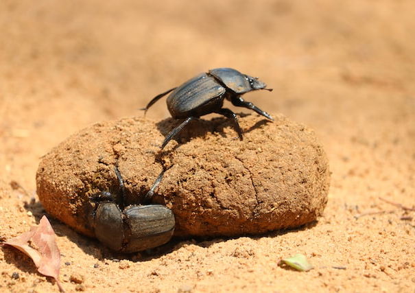 Fenomenologia delle shitstorm article-post