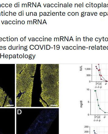L’mRNA vaccinale nel citoplasma di cellule epatiche