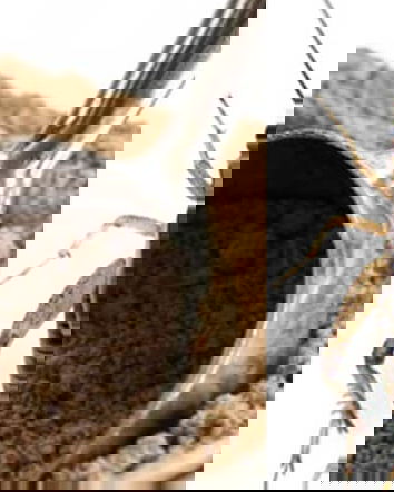 Paragone, gli insetti e la chitina