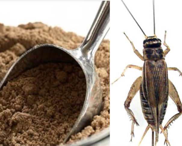 Paragone, gli insetti e la chitina article-post