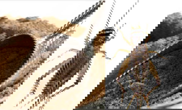 Paragone, gli insetti e la chitina