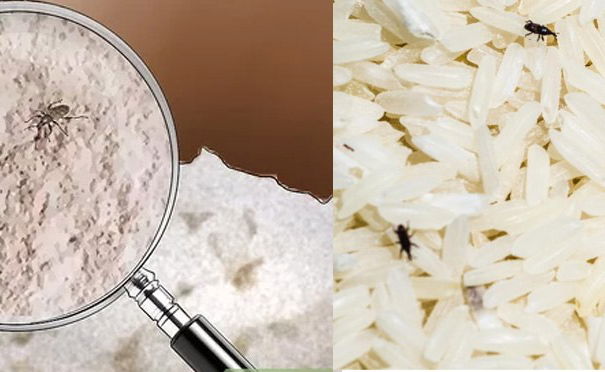 A proposito di insetti: un approfondimento article-post