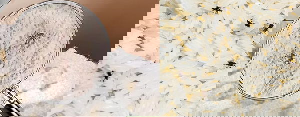 A proposito di insetti: un approfondimento