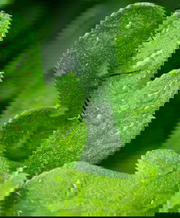 La finta informazione di Casa Italia