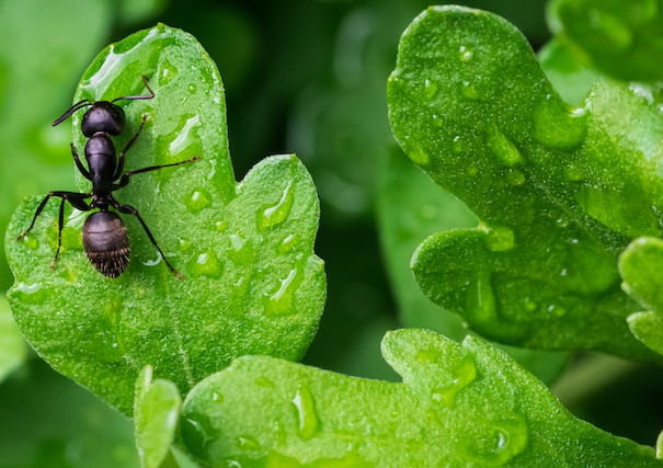 La finta informazione di Casa Italia article-post
